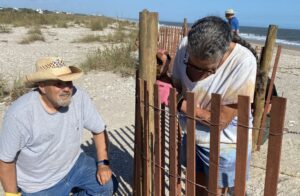 image of volunteers restoring dune fences