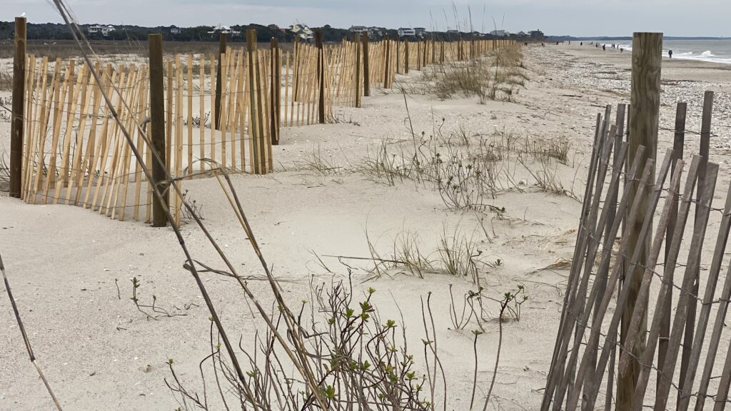 photo of new dune fences